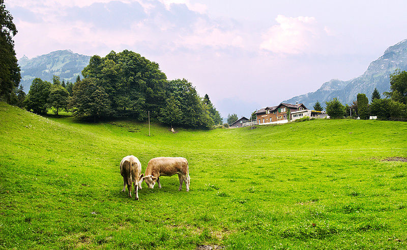 Swiss Interlaken