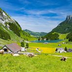 Swiss Mountainlife