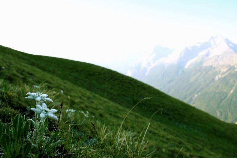 Swiss National Flower - The «Edelweiss»