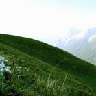 Swiss National Flower - The «Edelweiss»