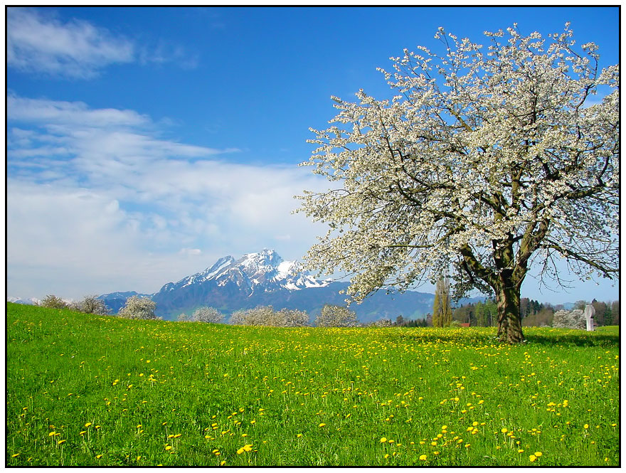 Swiss spring