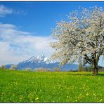 Swiss spring
