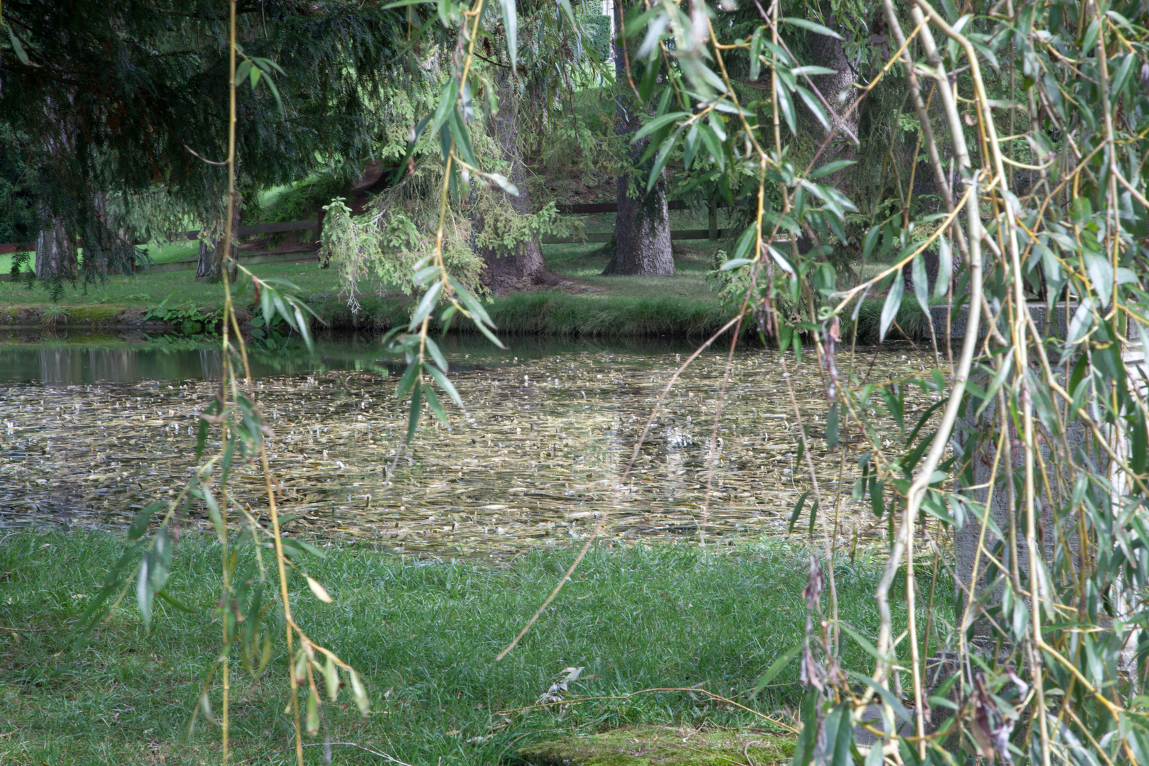 Swiss Swamps