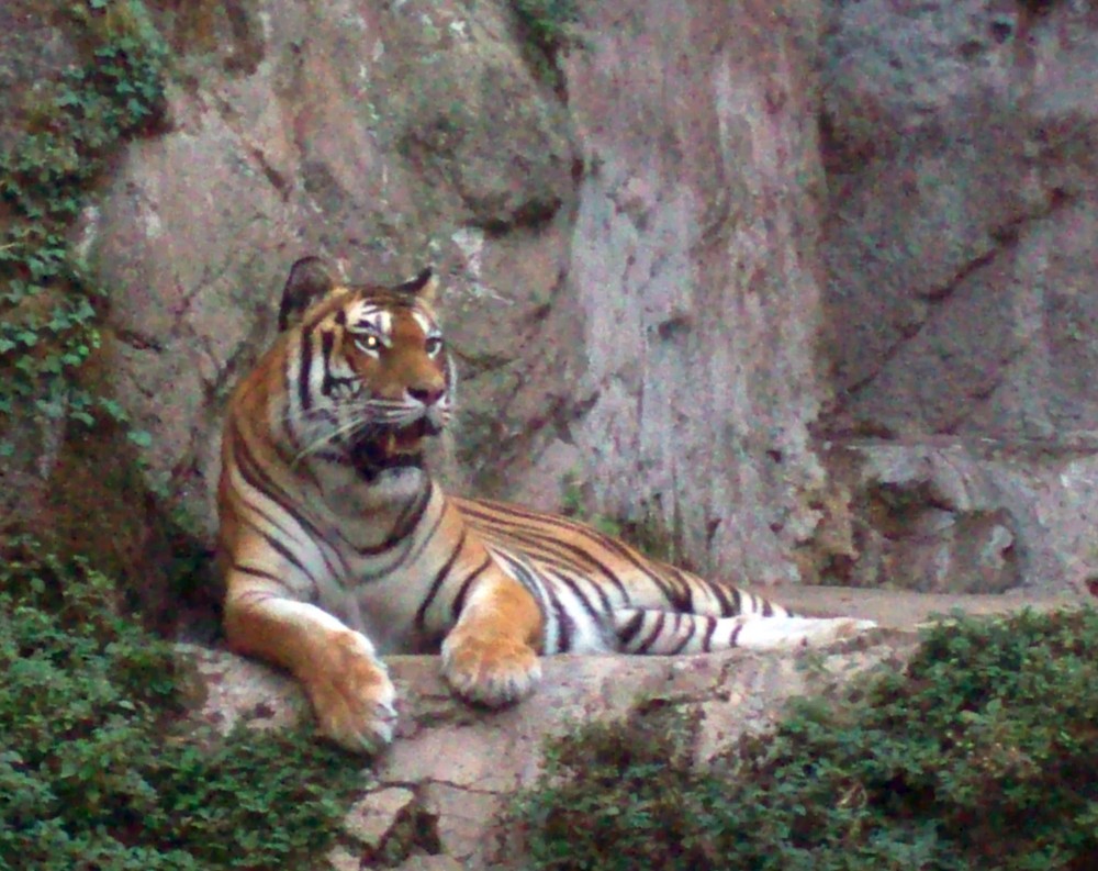 Syberian Tiger in Rome