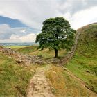 Sycamore Gap