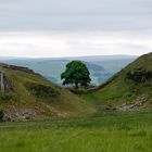 Sycamore Gap * Separated