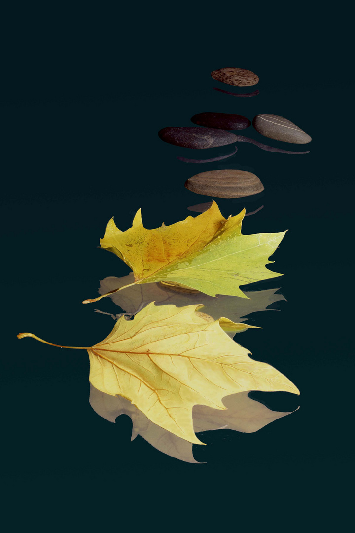 Sycamore leaves and stones 