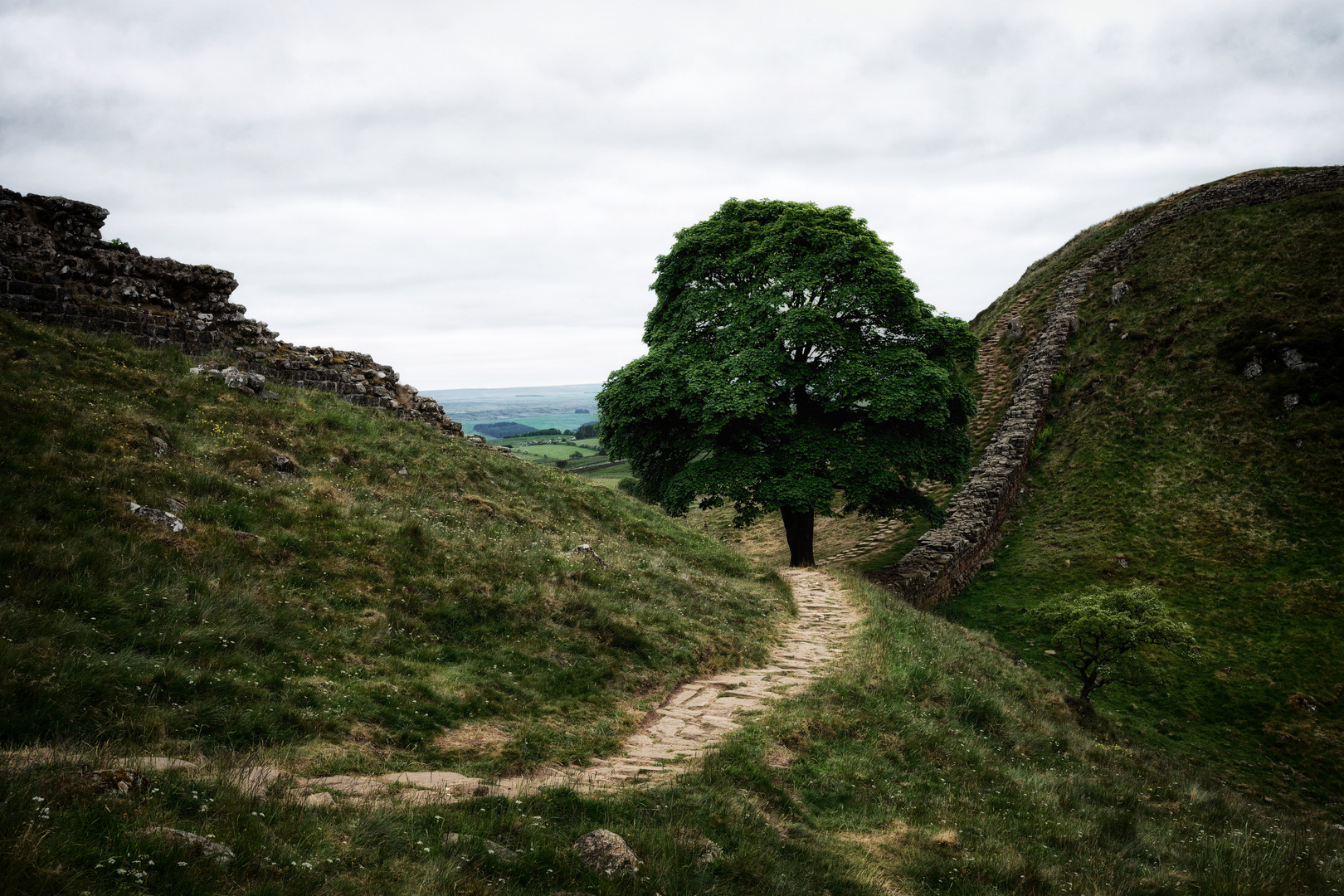 Sycamore Tree * Main subject