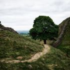 Sycamore Tree * Main subject