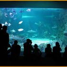 Sydney Aquarium