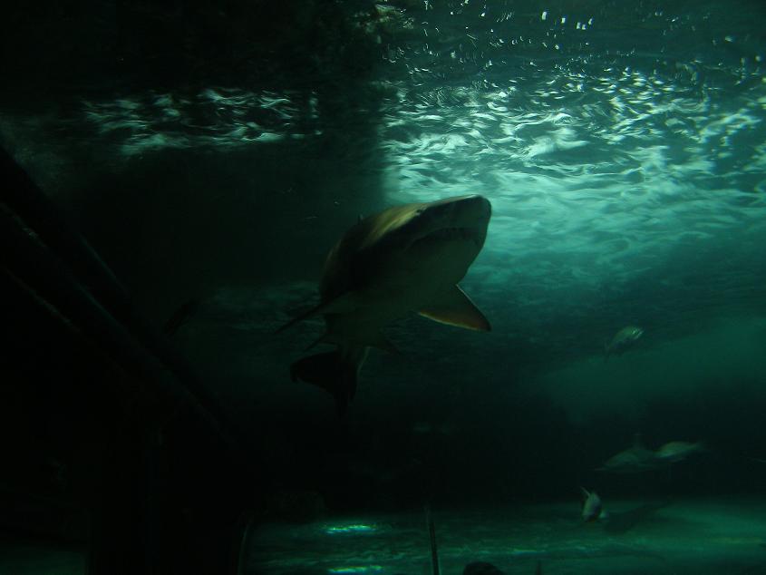 Sydney Aquarium