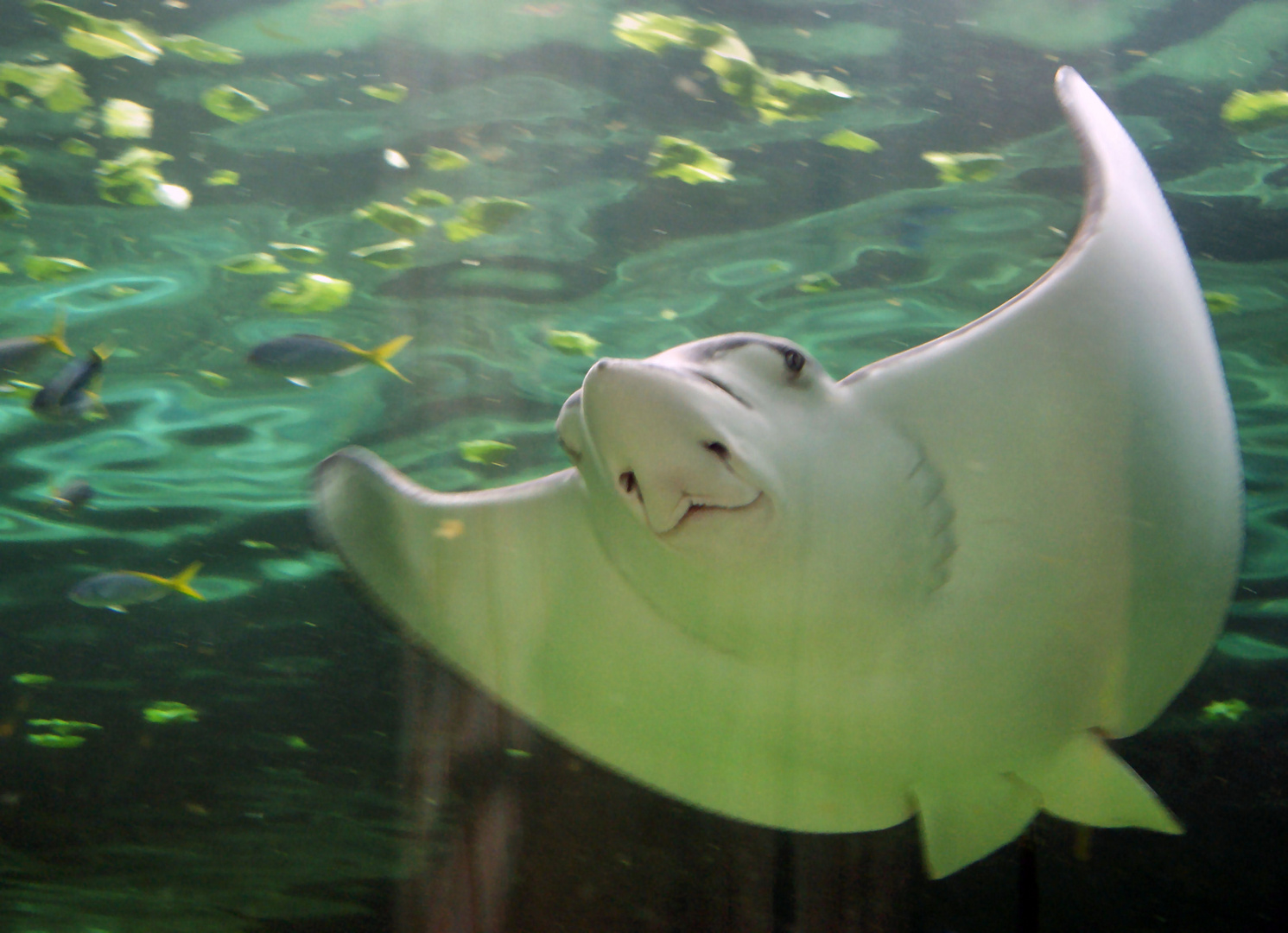 Sydney Aquarium Manta Manta