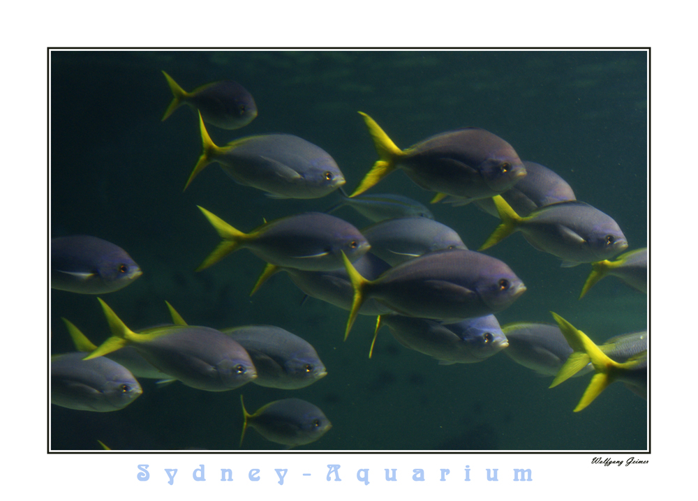 Sydney Aquarium1