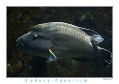 Sydney-Aquarium3