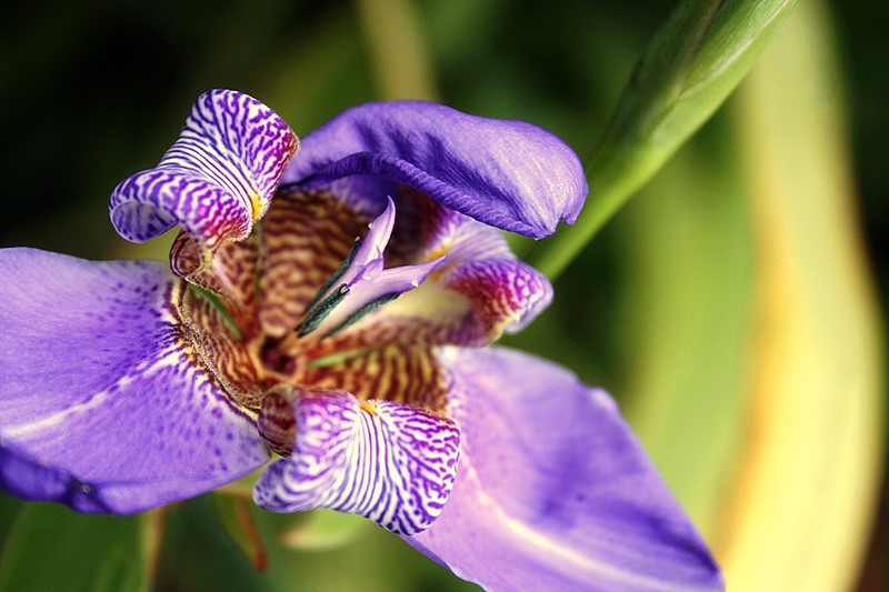 Sydney Botanic Gardens