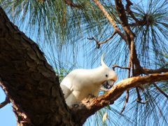 Sydney cacatúa