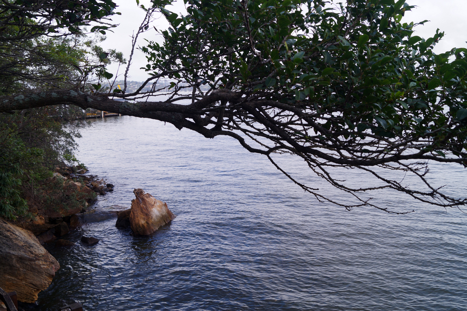 Sydney Cremorne walk 1