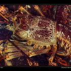 Sydney Fish Market III, Sydney, NSW / AU