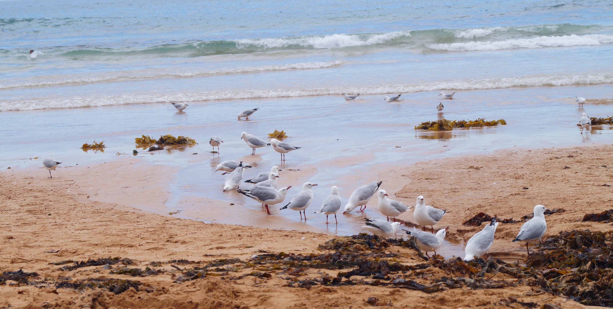 Sydney - Freshwater Beach