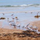 Sydney - Freshwater Beach