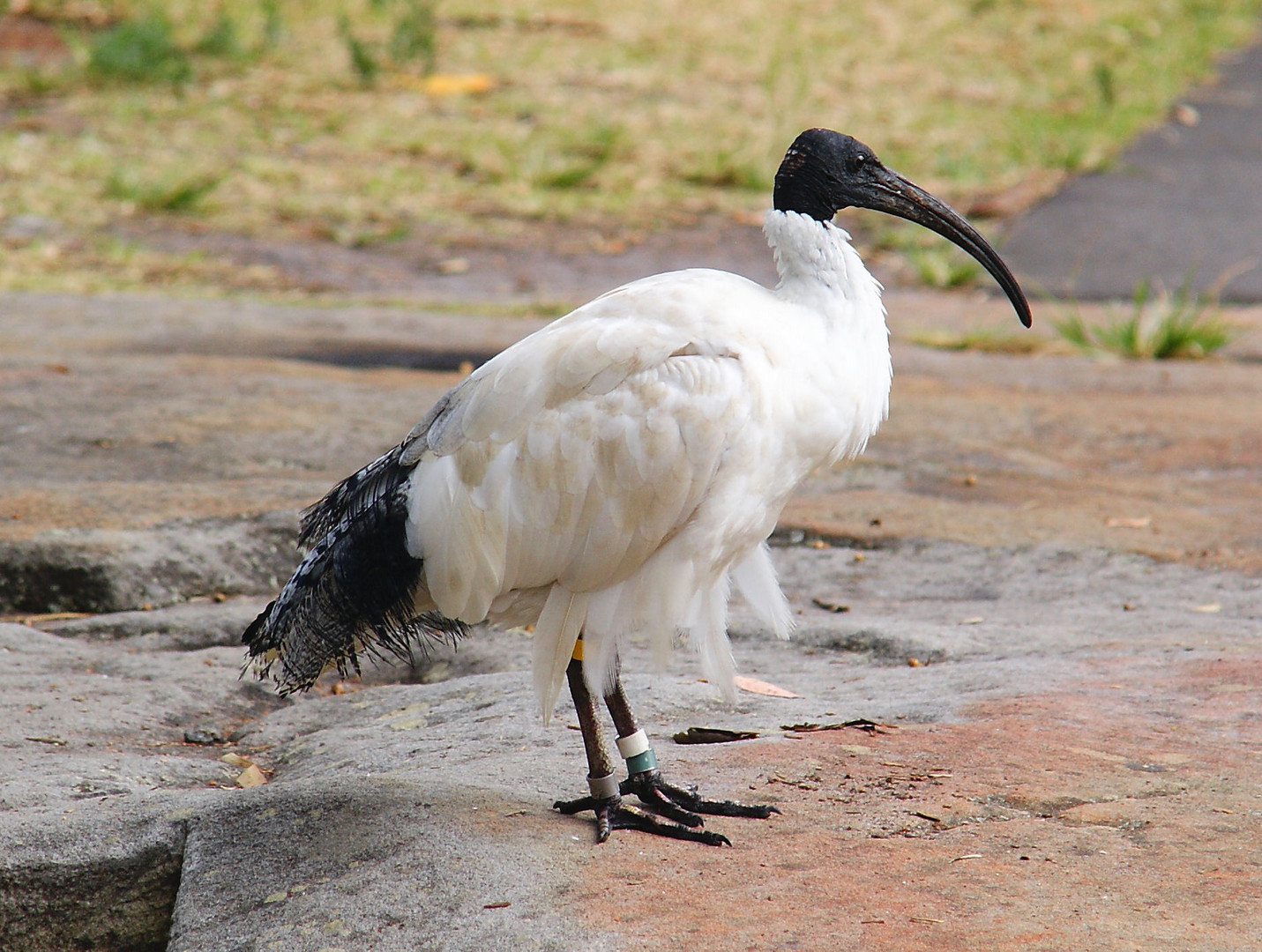 Sydney Ibis