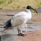 Sydney Ibis