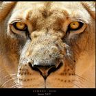sydney lion