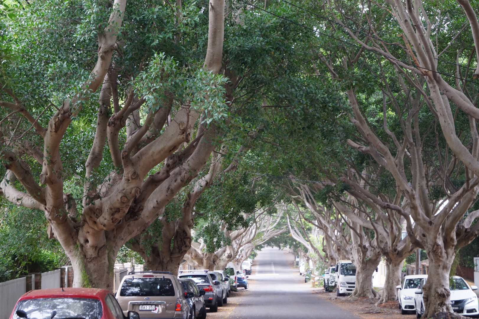 Sydney Morningwalk 3