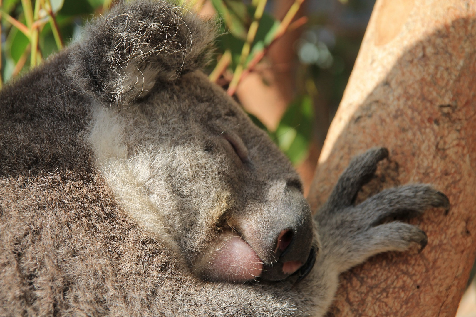 Sydney -schlafendes Koala im Taronga-Zoo-