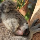 Sydney -schlafendes Koala im Taronga-Zoo-