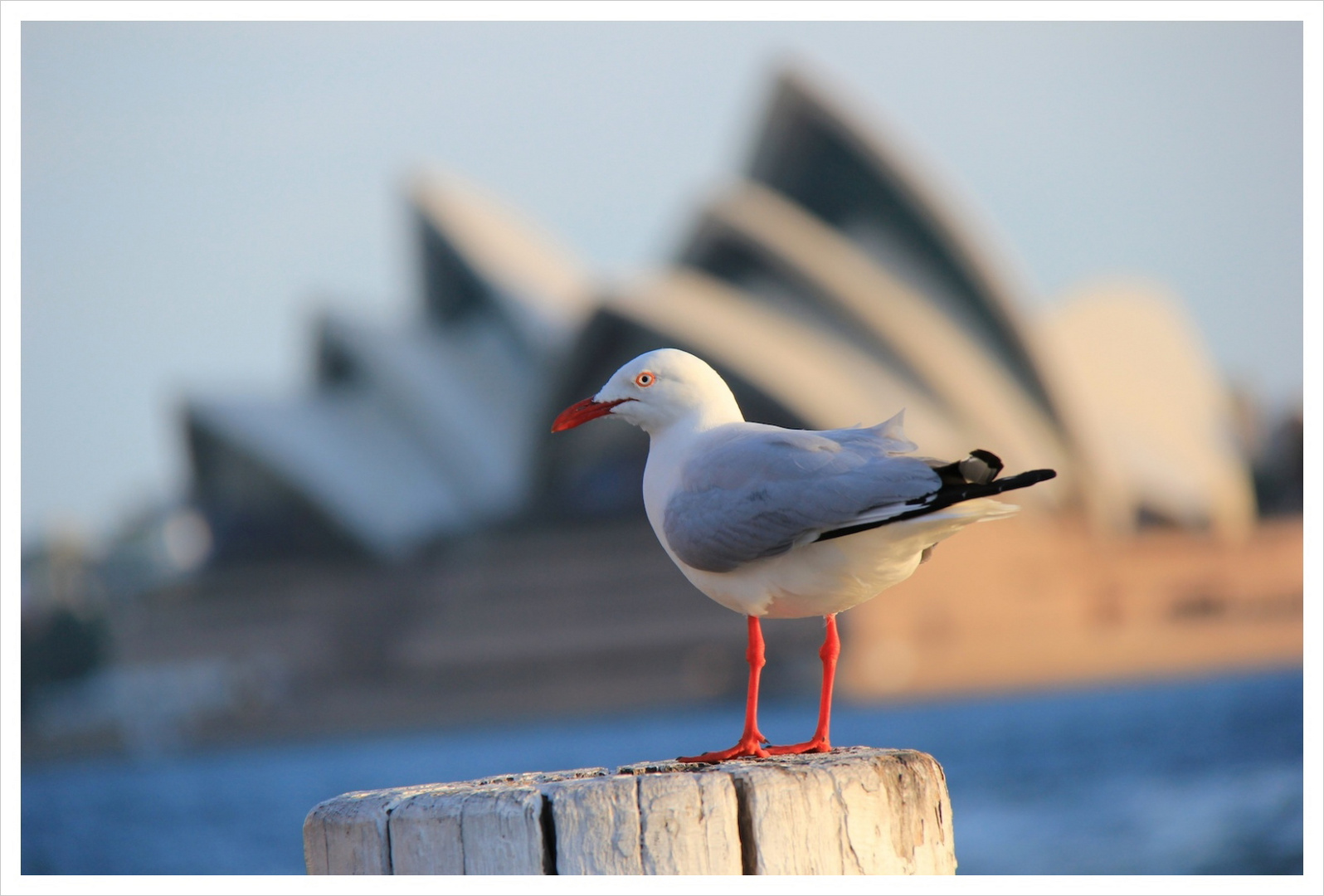 Sydney Seagull