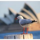 Sydney Seagull