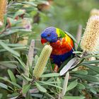 Sydney Walk at the Beach- Australien 2023-