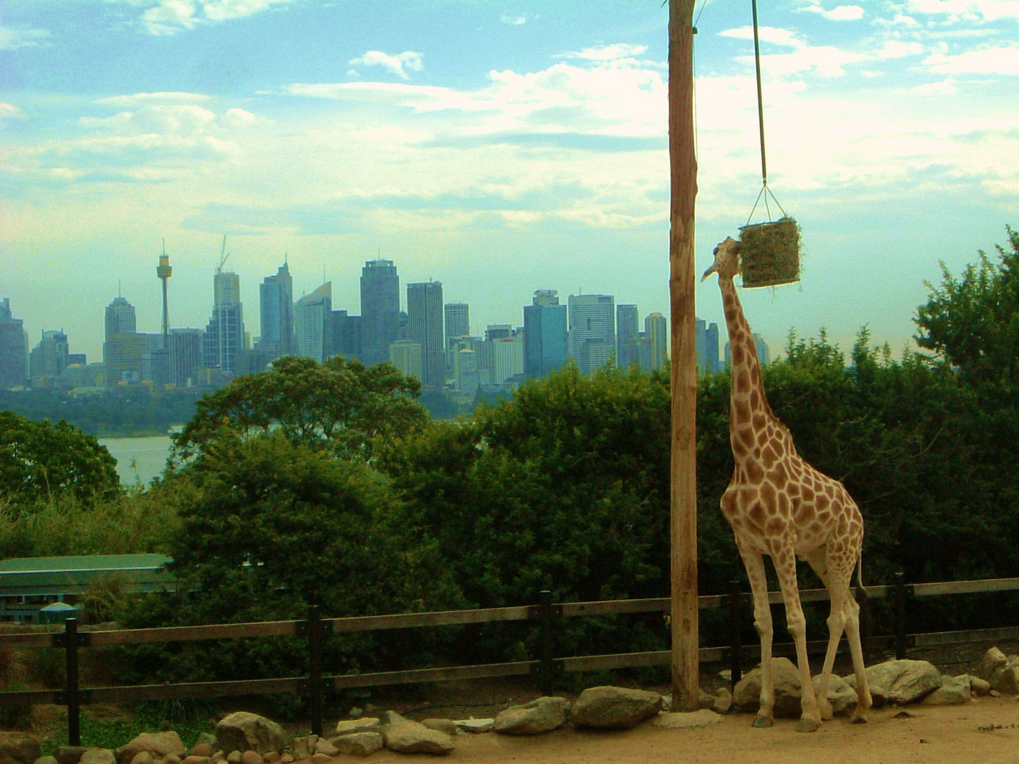 Sydney Zoo