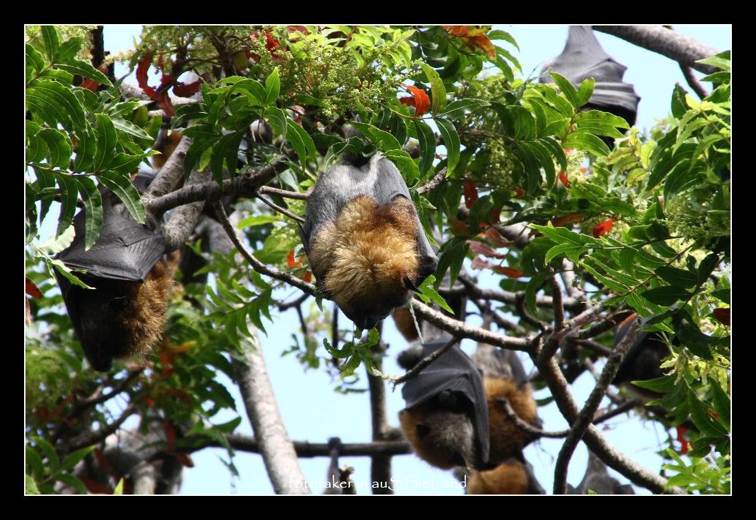 Sydney's Flying Foxes