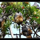 Sydney's Flying Foxes