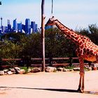 [Sydney's Skyline mit Giraffe]