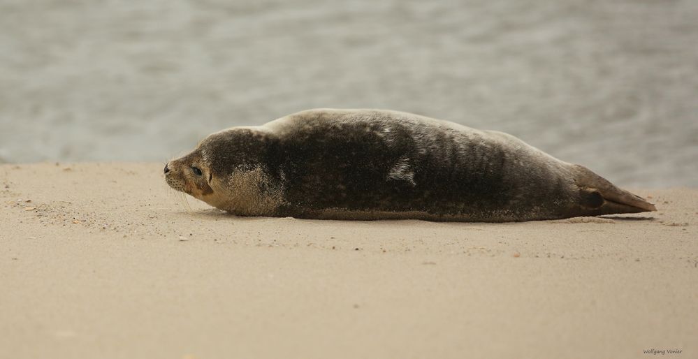 Sylt