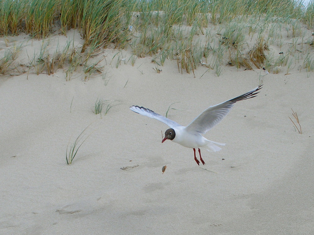 " SYLT 11 " " DIE LACHMÖWE "