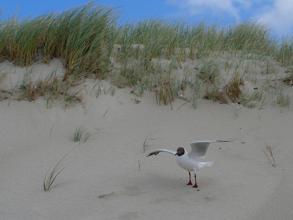 " SYLT 13 " " FERTIG ZUM START "