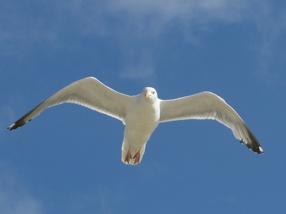 " SYLT 15 " " DIE FLUGKÜNSTLER "