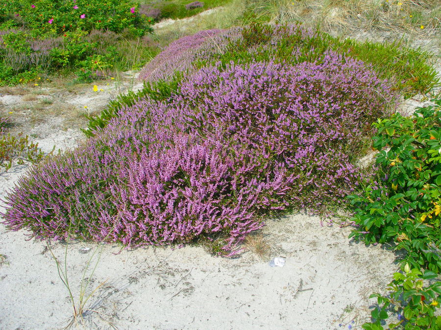 " SYLT 16 " " HEIDEBLÜTE "