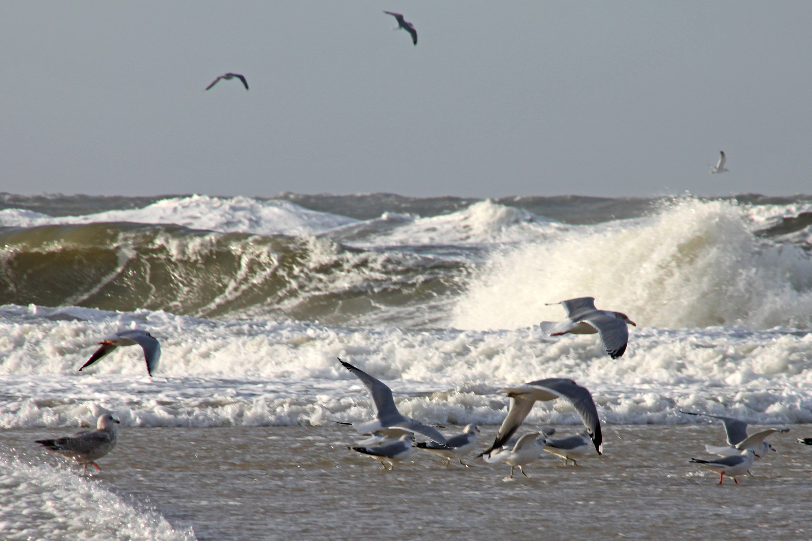 Sylt ... (2)