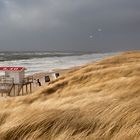 Sylt #23