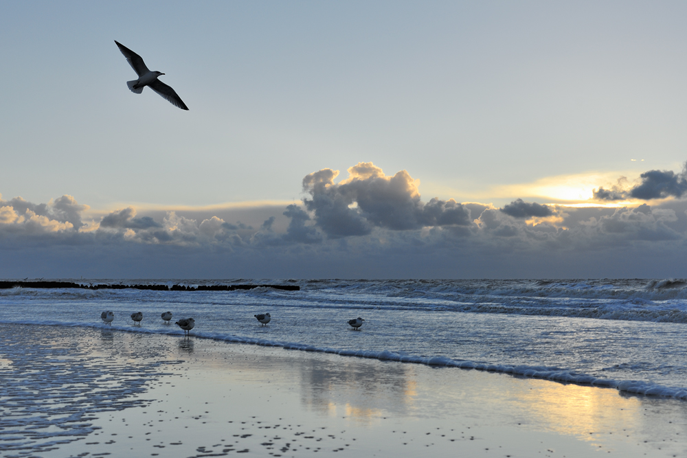 Sylt [3]