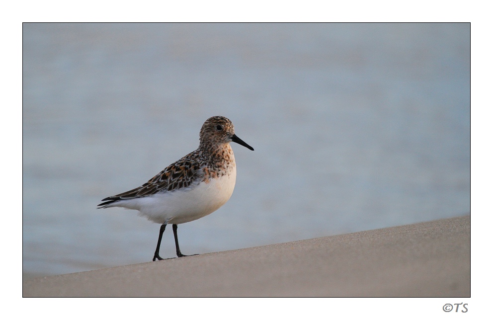 Sylt (3)