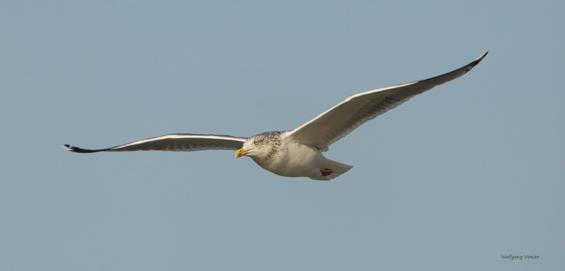 Sylt