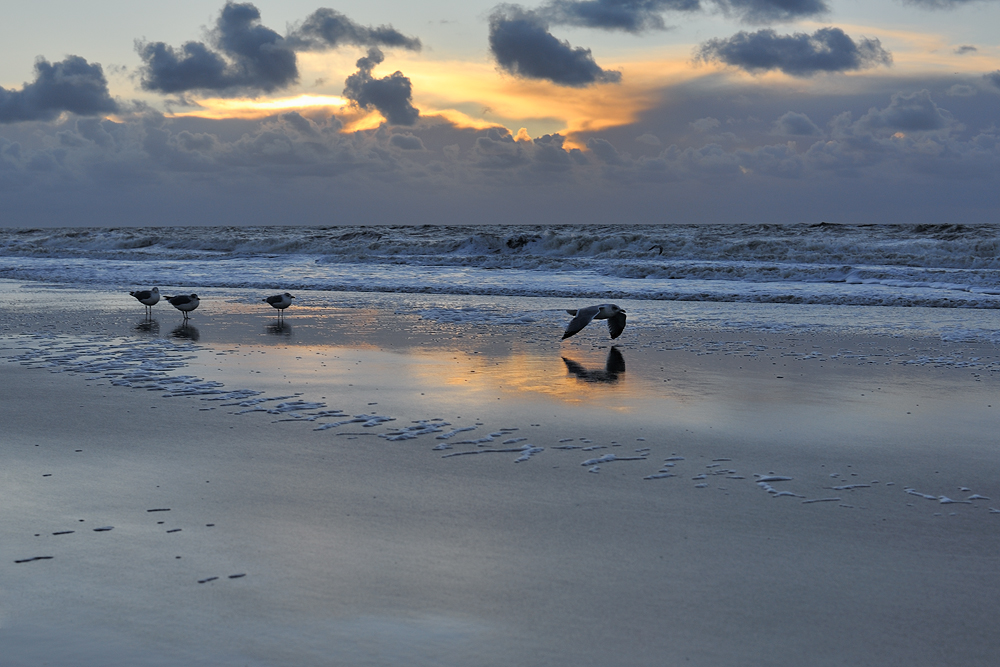 Sylt [4]