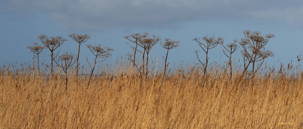 Sylt