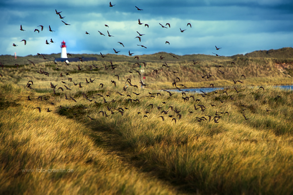 SYLT - Am Ellenbogen